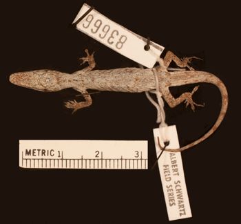 Media type: image;   Herpetology R-83666